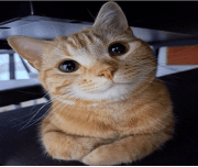Me waiting for you to press yes
